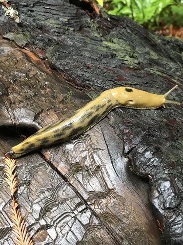 Button's Banana Slug