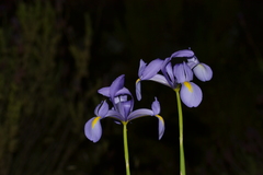 Iris xiphium