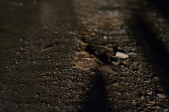 Caprimulgus ruficollis