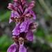 Orchis spitzelii spitzelii - Photo (c) Ángel Argüelles, some rights reserved (CC BY-NC), uploaded by Ángel Argüelles