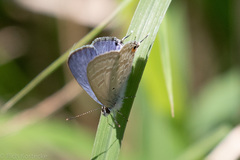 Catochrysops panormus