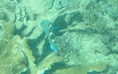 Halichoeres radiatus