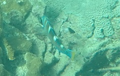 Halichoeres radiatus