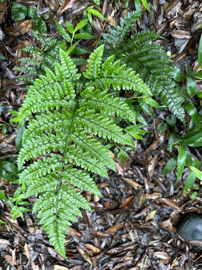 Dryopteris hasseltii from 七星山步道, TW on June 11, 2023 at 11:42 AM by ...