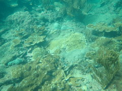 Halichoeres radiatus