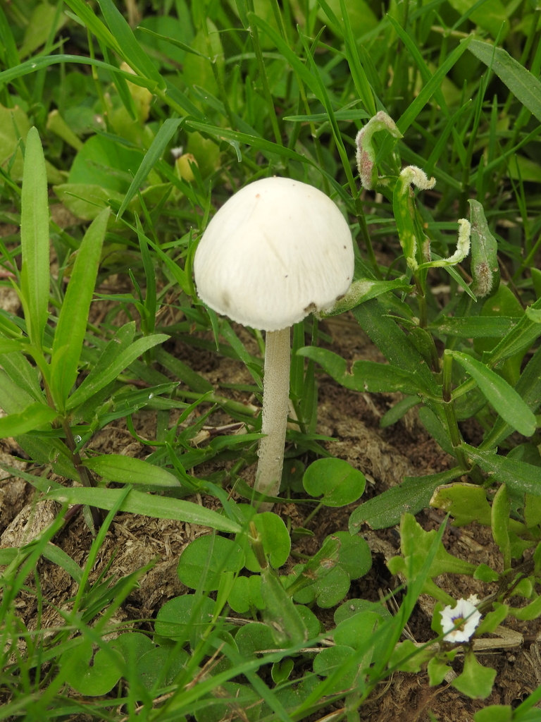 Panaeolus antillarum · June 2023 · photo: © elbeltrocco (iNaturalist, cc-by)