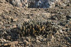 Brachycereus nesioticus