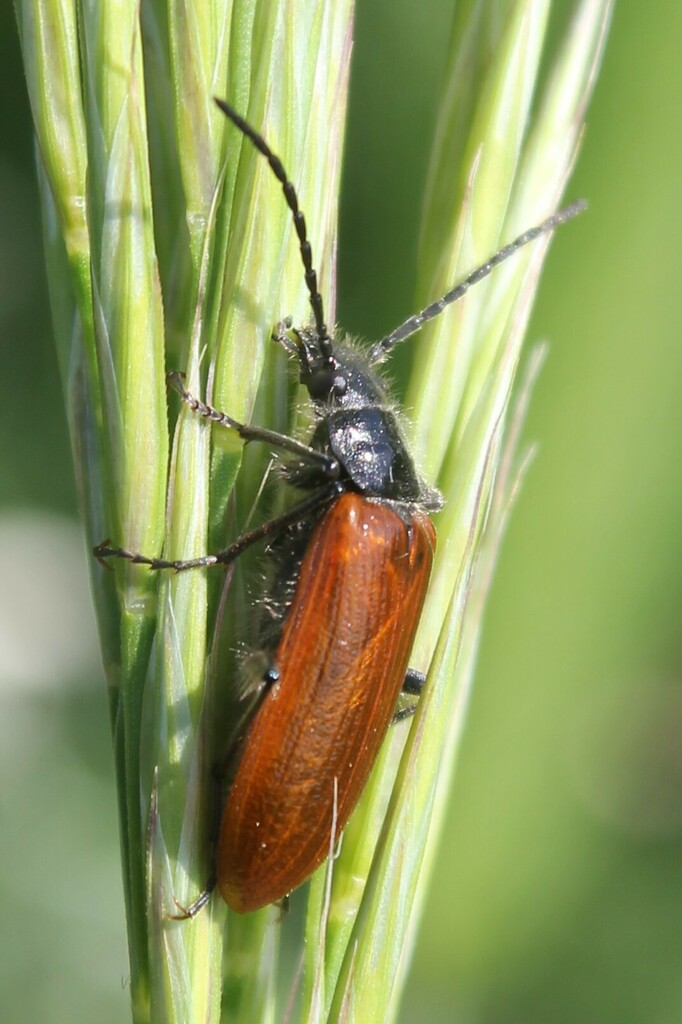 Omophlus rufitarsis