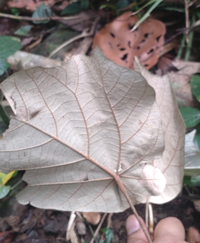 Image of Pterospermum acerifolium by (c) Utain Pummarin, some rights reserved (CC BY)