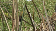 Chrysomus icterocephalus bogotensis