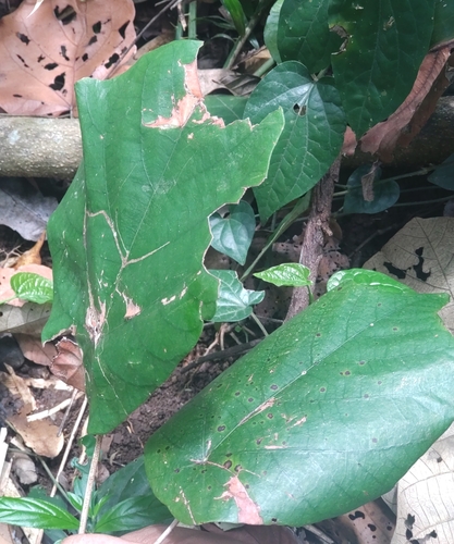 Pterospermum acerifolium