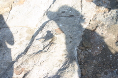 Mimus parvulus bauri