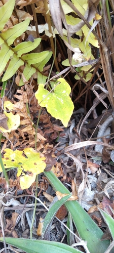 Dioscorea acuminata image