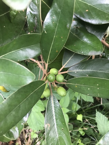 Image of Litsea japonica by no rights reserved