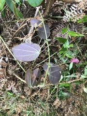 Passiflora membranacea