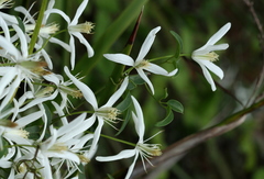 Clematis clitorioides