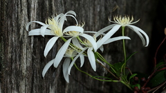 Clematis clitorioides