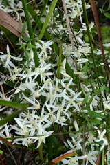 Clematis clitorioides