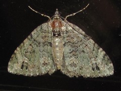 Hammaptera parinotata