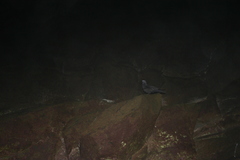 Anous stolidus galapagensis