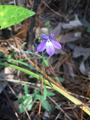 Lobelia reverchonii
