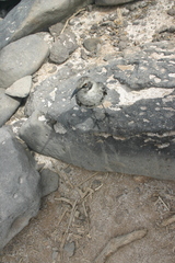 Mimus parvulus parvulus