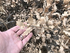 Quercus × undulata