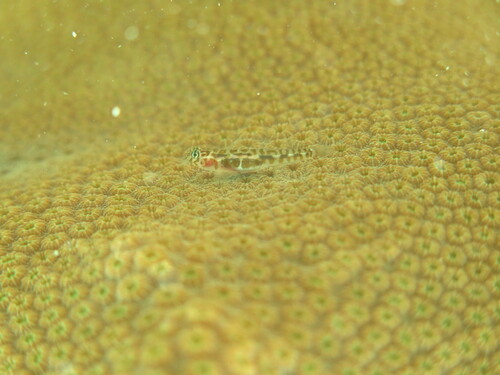 Leopard goby (Tigrigobius saucrus) — Gobiidae — 3