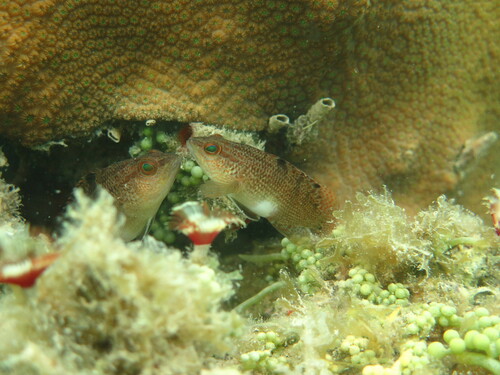 Twinspot bass (Serranus flaviventris) — Serranidae — 4