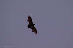Pteropus alecto