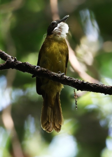 iNaturalist image