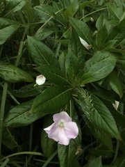 Impatiens sodenii image