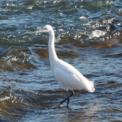 Egretta garzetta