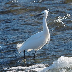 Egretta garzetta