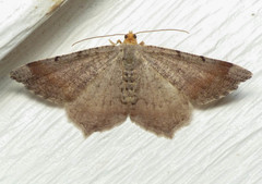 Macaria bicolorata