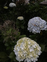 Hydrangea macrophylla
