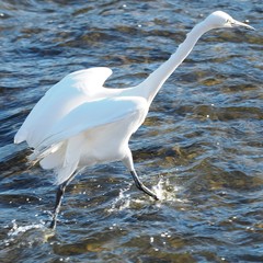 Egretta garzetta