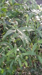 Clinacanthus nutans