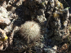 Mammillaria discolor
