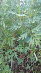 Cosmos caudatus