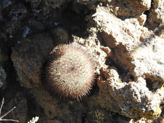 Mammillaria discolor