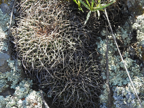 Mammillaria magnimamma