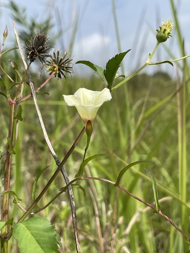 Xenostegia tridentata iNat (2)