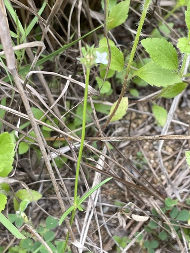 Hedyotis pinifolia observed 2023-06-11