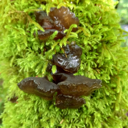 Black Witches' Butter