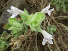 Dinteracanthus acetabulus image