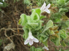 Dinteracanthus acetabulus image