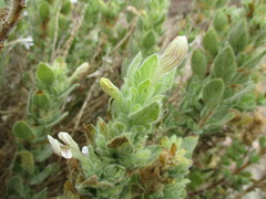 Dinteracanthus acetabulus image