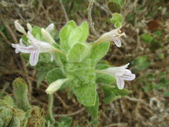 Dinteracanthus acetabulus image