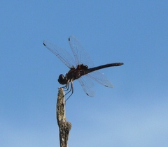 Macrodiplax balteata